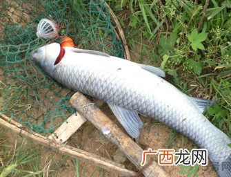 十月份钓青鱼好钓吗？钓青鱼什么时间最好？