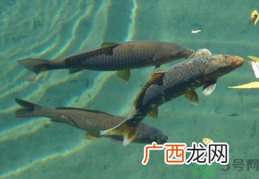 十月份钓青鱼好钓吗？钓青鱼什么时间最好？