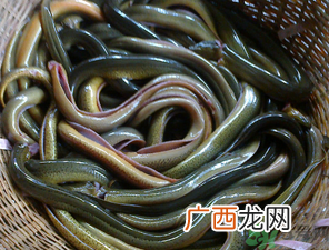 十月份可以钓黄鳝吗？黄鳝可以钓到几月份？