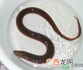 十月份可以钓黄鳝吗？黄鳝可以钓到几月份？