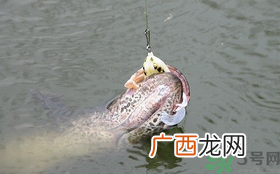 路亚钓黑鱼用什么假饵？路亚钓黑鱼用什么饵？