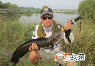 路亚钓黑鱼用什么假饵？路亚钓黑鱼用什么饵？