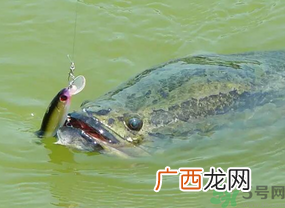 路亚钓黑鱼用什么假饵？路亚钓黑鱼用什么饵？