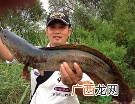 钓黑鱼用什么饵？钓黑鱼用什么饵最好？