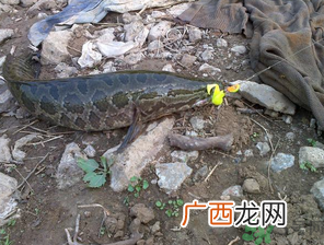 钓黑鱼用什么饵？钓黑鱼用什么饵最好？