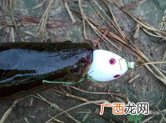 钓黑鱼用什么饵？钓黑鱼用什么饵最好？