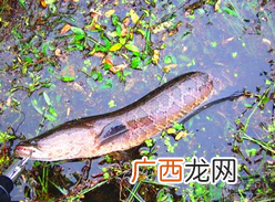黑鱼怎么钓?钓黑鱼技巧