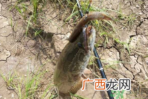 黑鱼怎么钓?钓黑鱼技巧