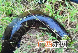 黑鱼怎么钓?钓黑鱼技巧