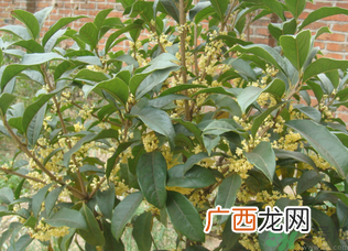 桂花树可以种在室内吗？桂花树适合在室内吗？