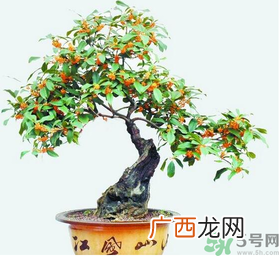 桂花树可以种在室内吗？桂花树适合在室内吗？