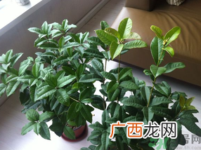 桂花可以放在卧室吗？桂花放在卧室好吗？