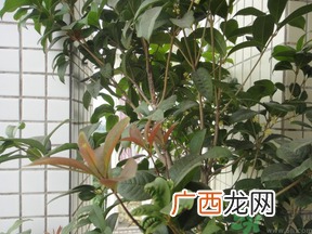 桂花可以放在卧室吗？桂花放在卧室好吗？