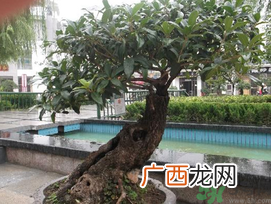 桂花可以放在卧室吗？桂花放在卧室好吗？