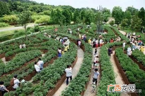 创业小项目,新型农业创业项目