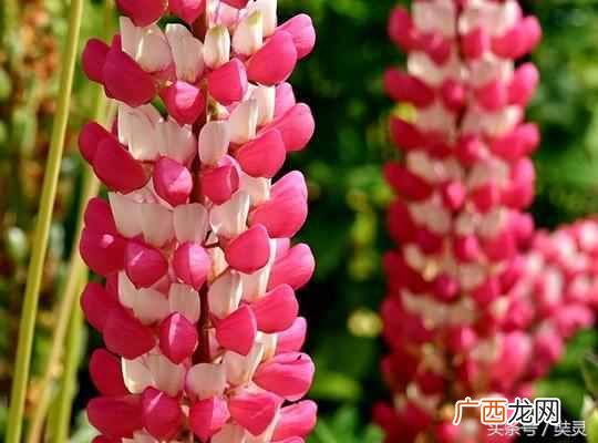 肠胃不好怎么办？有暖气怎么办