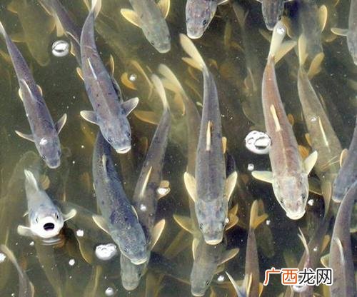 海鱼可以人工养殖么 湟鱼 人工养殖