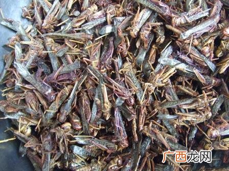 蝗虫价格 蝗虫养殖2017收购价格