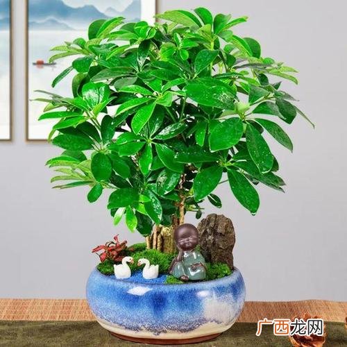 酒瓶兰的养殖方法和注意事项 吉祥的养殖方法和注意事项