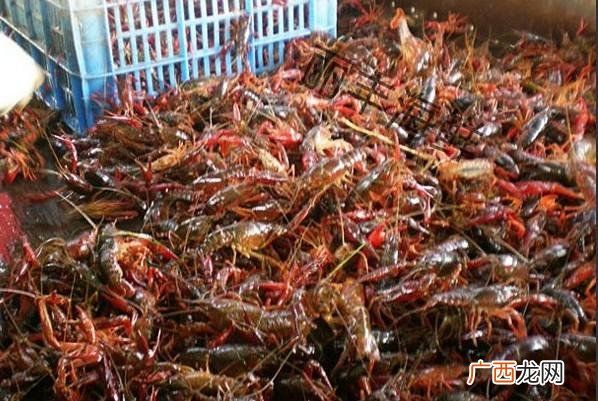 云南建水养殖今年有补贴 建水小龙虾养殖