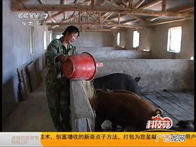 科技苑养猪技术视频 科技苑母猪养殖视频