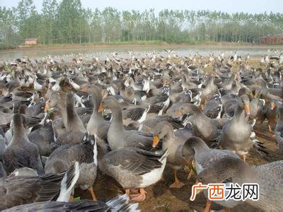科技苑林下养鹅视频 朗德鹅养殖技术在哪学