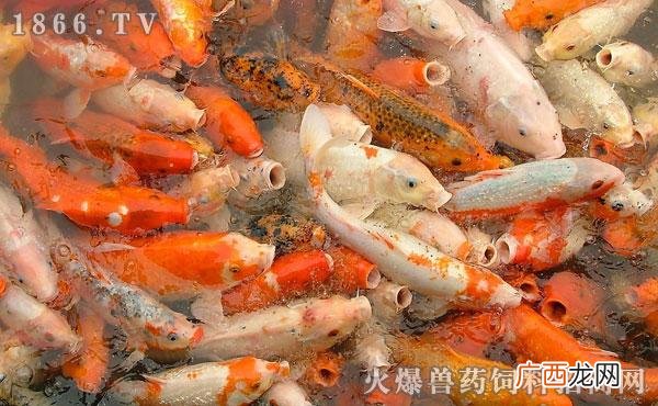 草鱼和鲤鱼哪个营养好 鲤鱼好养殖吗