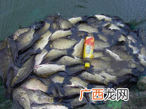 秋天夜钓鲫鱼用什么饵料？秋天夜钓鲫鱼饵料配方