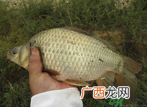 秋天夜钓鲫鱼用什么饵料？秋天夜钓鲫鱼饵料配方