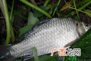 秋天夜钓鲫鱼用什么饵料？秋天夜钓鲫鱼饵料配方