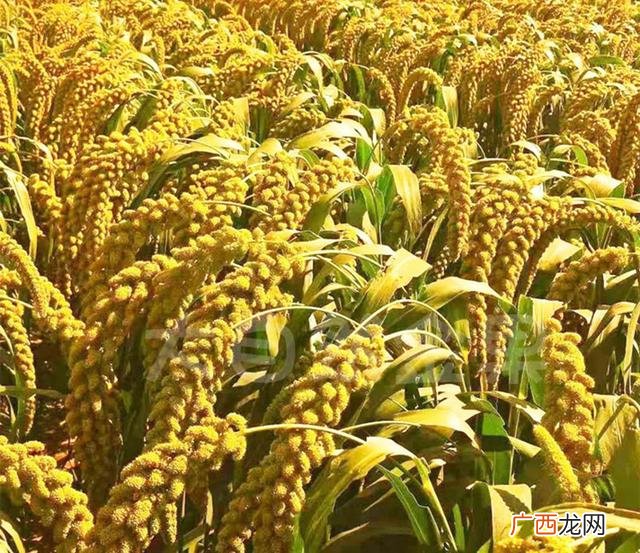 穷人没本钱怎么创业,农民种植什么最挣钱,最稳定