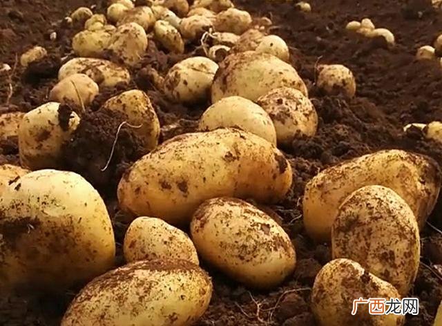 穷人没本钱怎么创业,农民种植什么最挣钱,最稳定