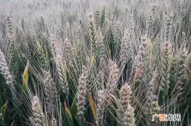 穷人没本钱怎么创业,农民种植什么最挣钱,最稳定