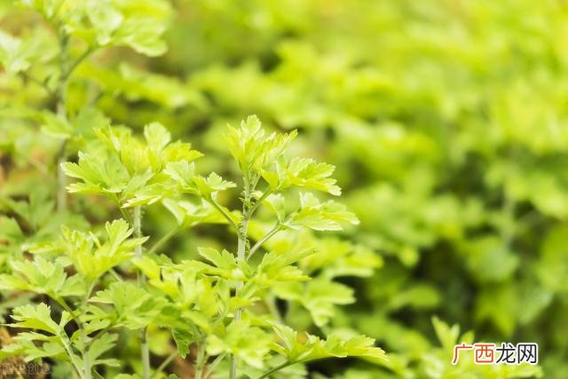 做了艾灸有什么好处,艾灸贴厂家批发千年灸
