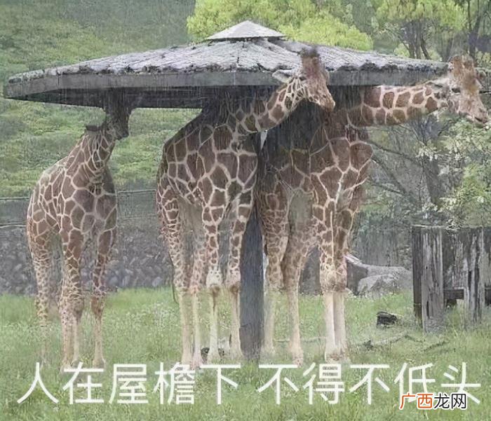 肉毒瘦脸针，肉毒素大扫盲丨瘦脸针到底能不能一针瘦脸