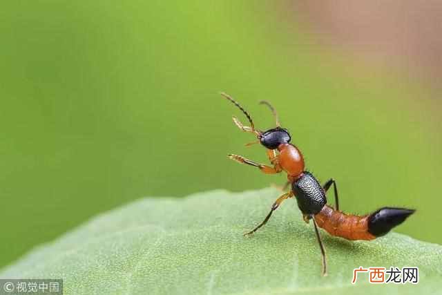 别来无恙是什么意思？古时候的别来无恙是啥意