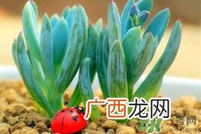 冬天种什么花好？冬天种什么花好养活？