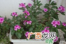 冬天种什么花好？冬天种什么花好养活？