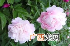 冬天种什么花好？冬天种什么花好养活？