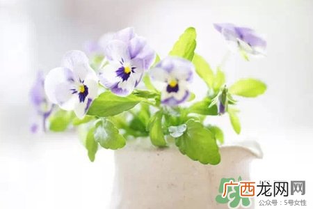冬天阳台种什么植物好？冬天种什么植物好养活？