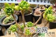 冬天阳台种什么植物好？冬天种什么植物好养活？