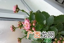 冬天阳台种什么植物好？冬天种什么植物好养活？