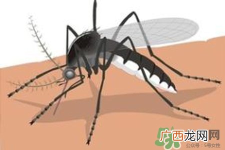 冬天为什么会有蚊子？冬天家里有蚊子怎么办？