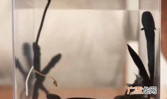 电鳗为什么会放电？电鳗放电的原理