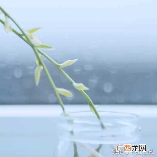 岁月蹉跎是什么意思？岁月蹉跎，活着太艰难了
