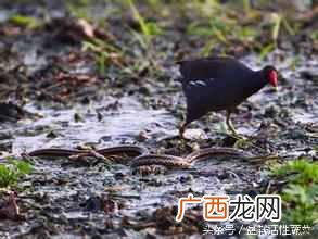 蛇怕什么动物？关于鸡和蛇的传说故事，你可能