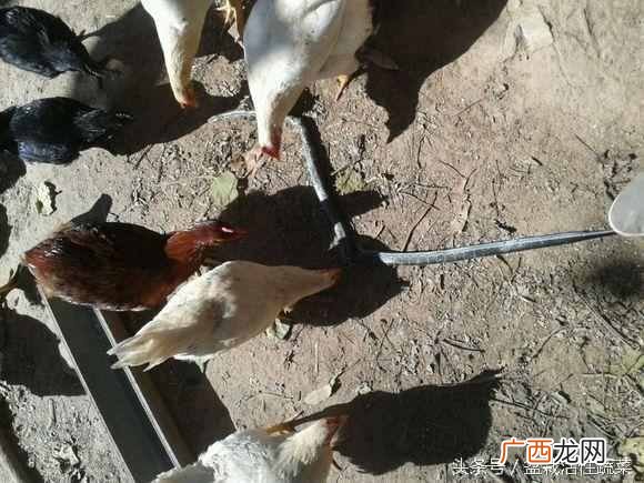 蛇怕什么动物？关于鸡和蛇的传说故事，你可能