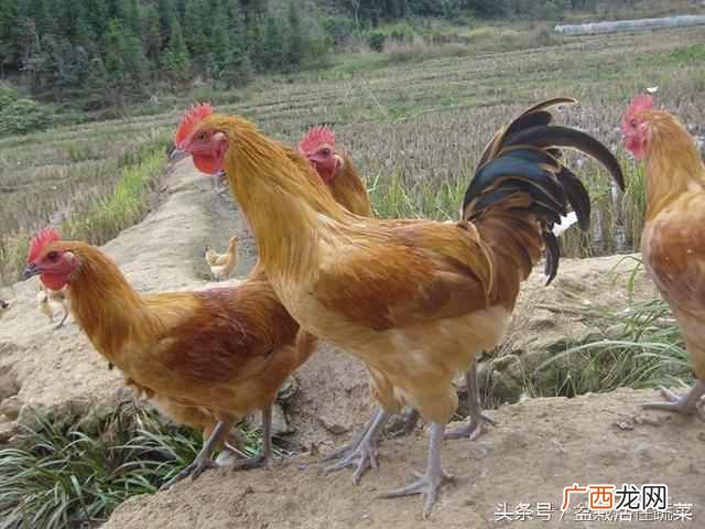 蛇怕什么动物？关于鸡和蛇的传说故事，你可能