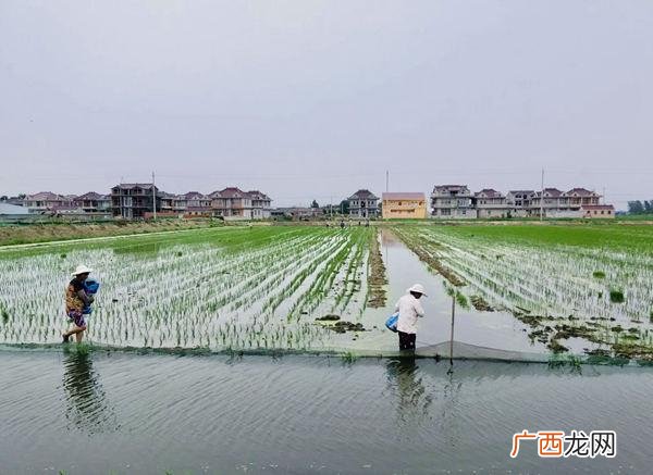 龙虾养殖怎么样 每日农经养殖小龙虾