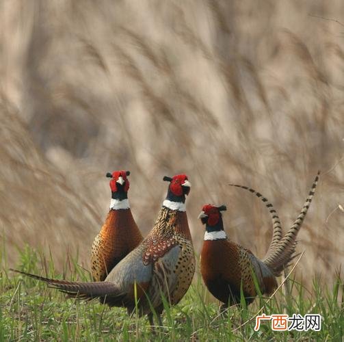 黑山鸡图片 绵阳黑山鸡养殖